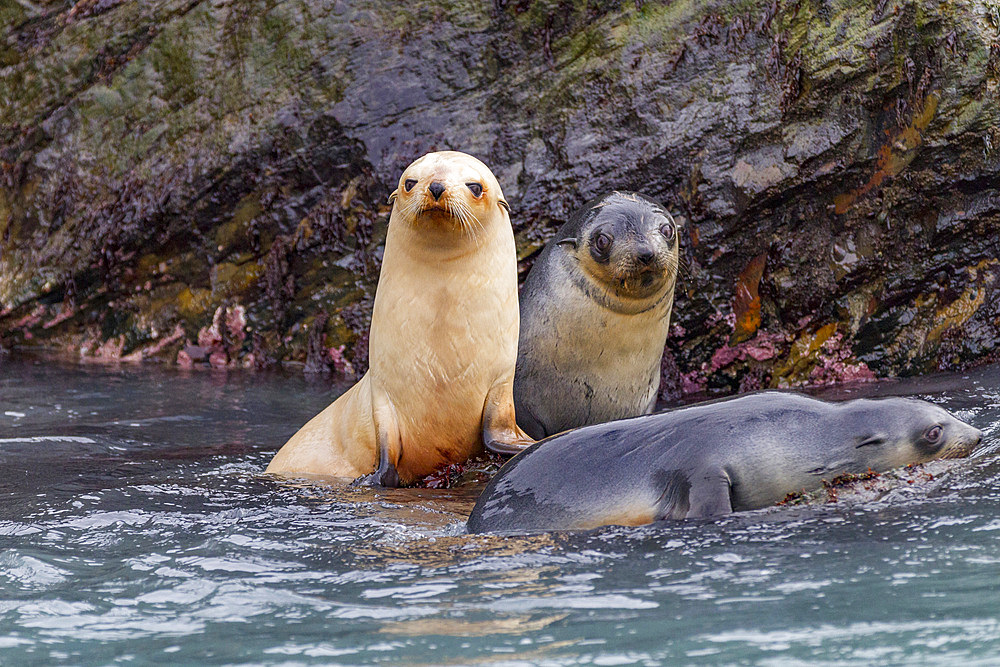 Leucistic (lack of melanin, or blond) Antarctic fur seal pup (Arctocephalus gazella) on South Georgia.