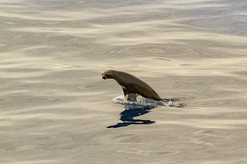 Antarctic fur seal (Arctocephalus gazella) foraging at sea near South Georgia, Southern Ocean, Polar Regions