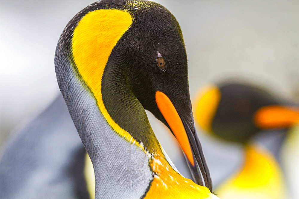 King penguin (Aptenodytes patagonicus) detail at breeding and nesting colony at St. Andrews Bay on South Georgia, Southern Ocean, Polar Regions