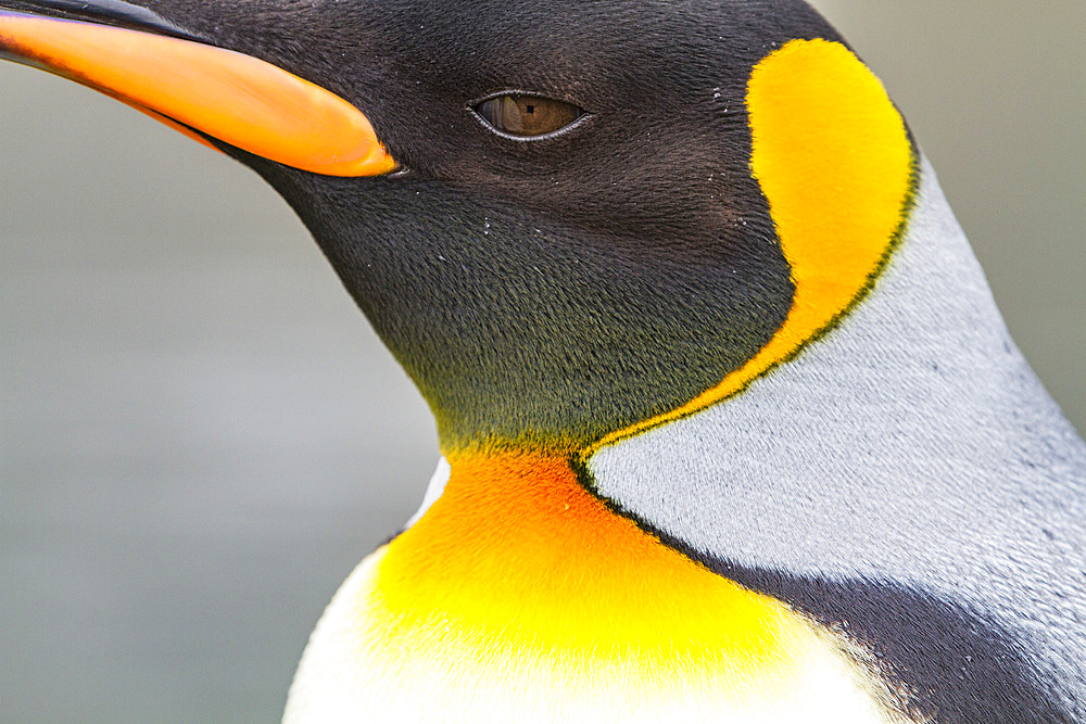 King penguin (Aptenodytes patagonicus) detail at breeding and nesting colony at St. Andrews Bay on South Georgia, Southern Ocean, Polar Regions