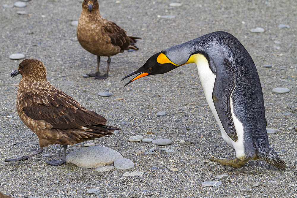 King penguin (Aptenodytes patagonicus) with skua at breeding and nesting colony at St. Andrews Bay on South Georgia, Southern Ocean. MORE INFO The king penguin is the second largest species of penguin at about 90 cm (3 ft) tall and weighing 11 to 16 kg (2