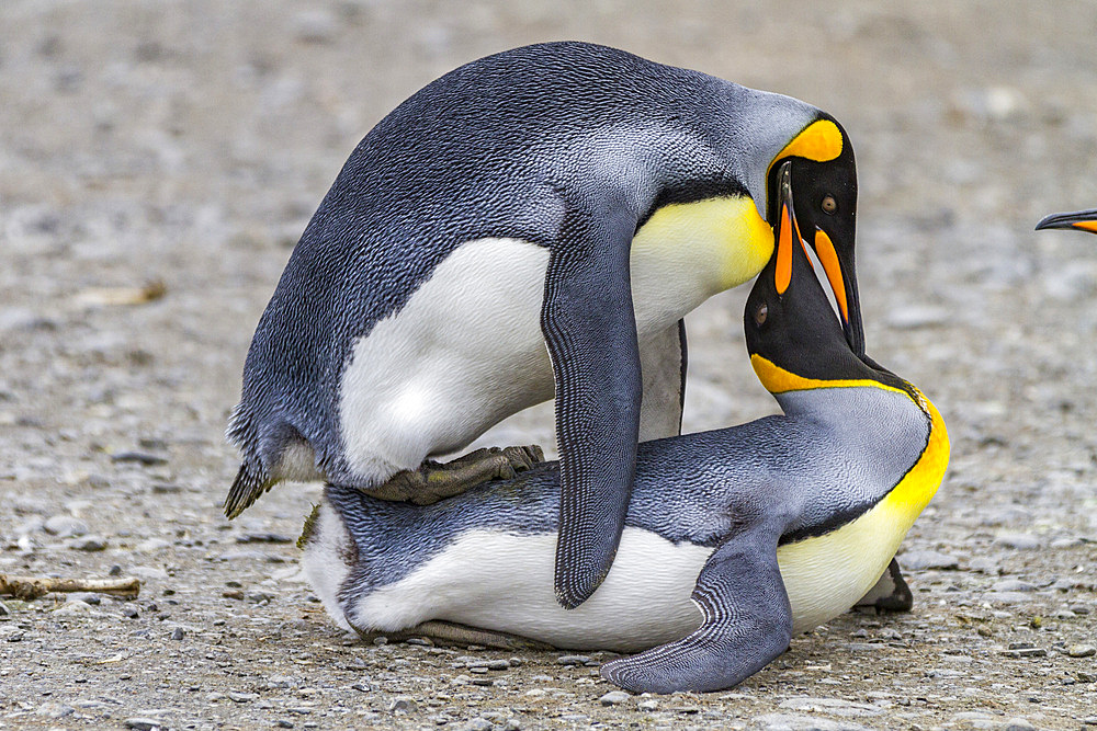 King penguin (Aptenodytes patagonicus) mating behavior at breeding and nesting colony at St. Andrews Bay on South Georgia, Southern Ocean. MORE INFO The king penguin is the second largest species of penguin at about 90 cm (3 ft) tall and weighing 11 to 16