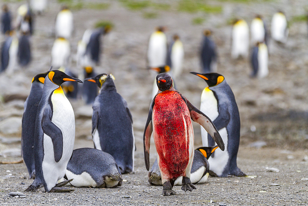 Bloody king penguin (Aptenodytes patagonicus) at breeding and nesting colony at St. Andrews Bay on South Georgia, Southern Ocean, Polar Regions