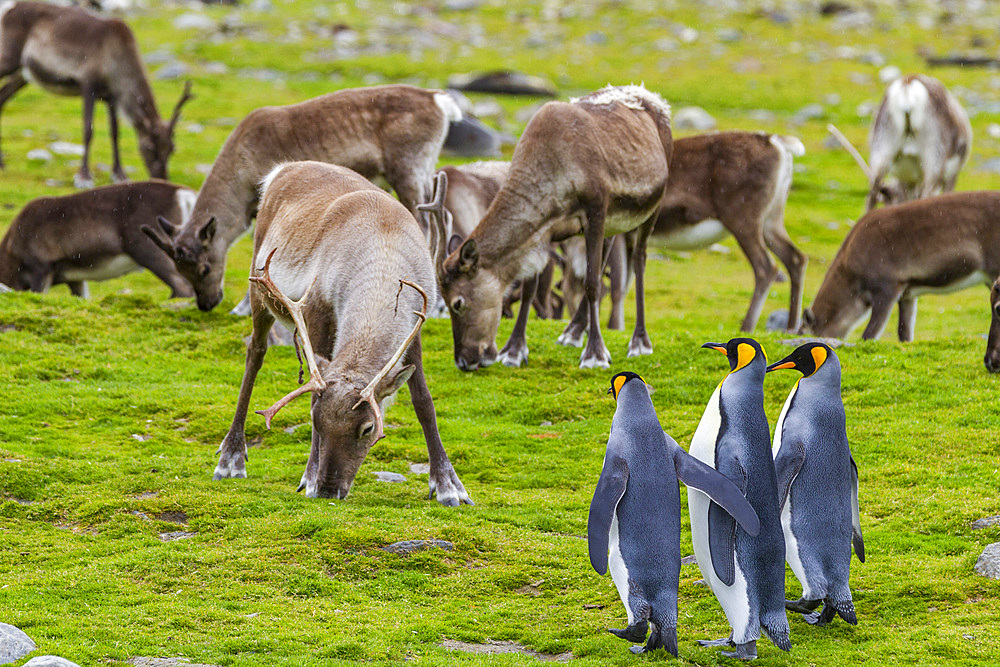 King penguin (Aptenodytes patagonicus) with introduced reindeer at breeding and nesting colony at St. Andrews Bay on South Georgia, Southern Ocean. MORE INFO The king penguin is the second largest species of penguin at about 90 cm (3 ft) tall and weighing