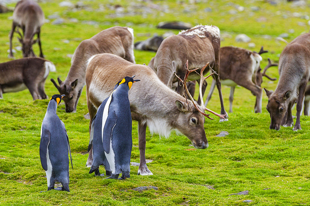 King penguin (Aptenodytes patagonicus) with introduced reindeer at breeding and nesting colony at St. Andrews Bay on South Georgia, Southern Ocean, Polar Regions