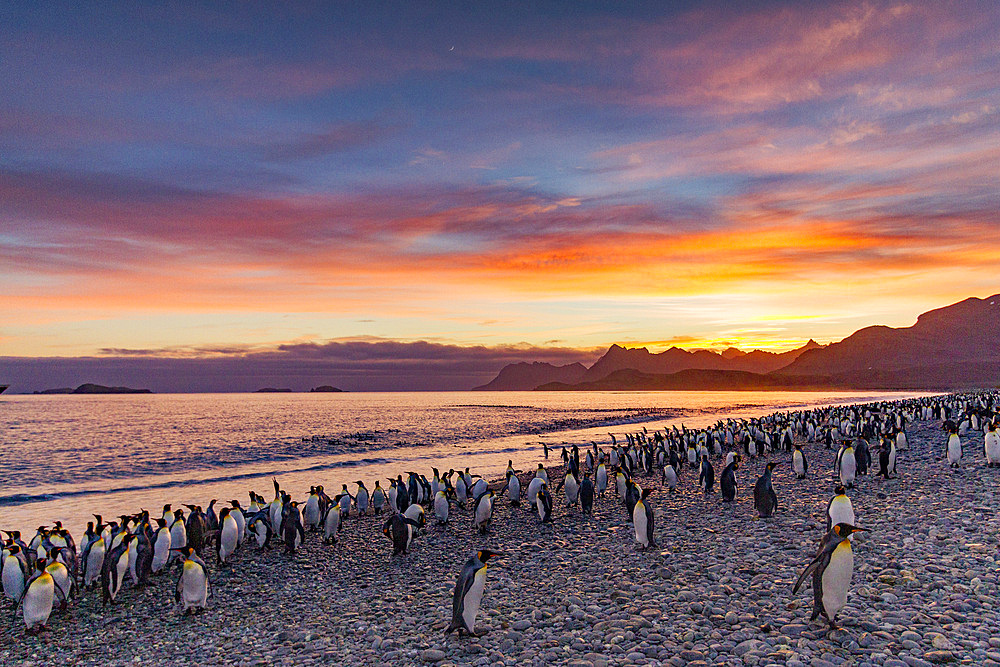 Sunrise on king penguin (Aptenodytes patagonicus) breeding and nesting colony at Salisbury Plains in the Bay of Isles, South Georgia, Southern Ocean. MORE INFO The king penguin is the second largest species of penguin at about 90 cm (3 ft) tall and weighi