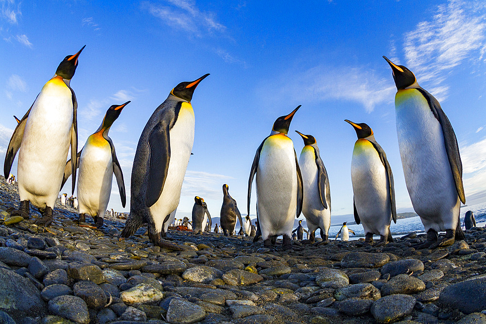 King penguin (Aptenodytes patagonicus) breeding and nesting colony at Salisbury Plain in the Bay of Isles, South Georgia, Southern Ocean, Polar Regions