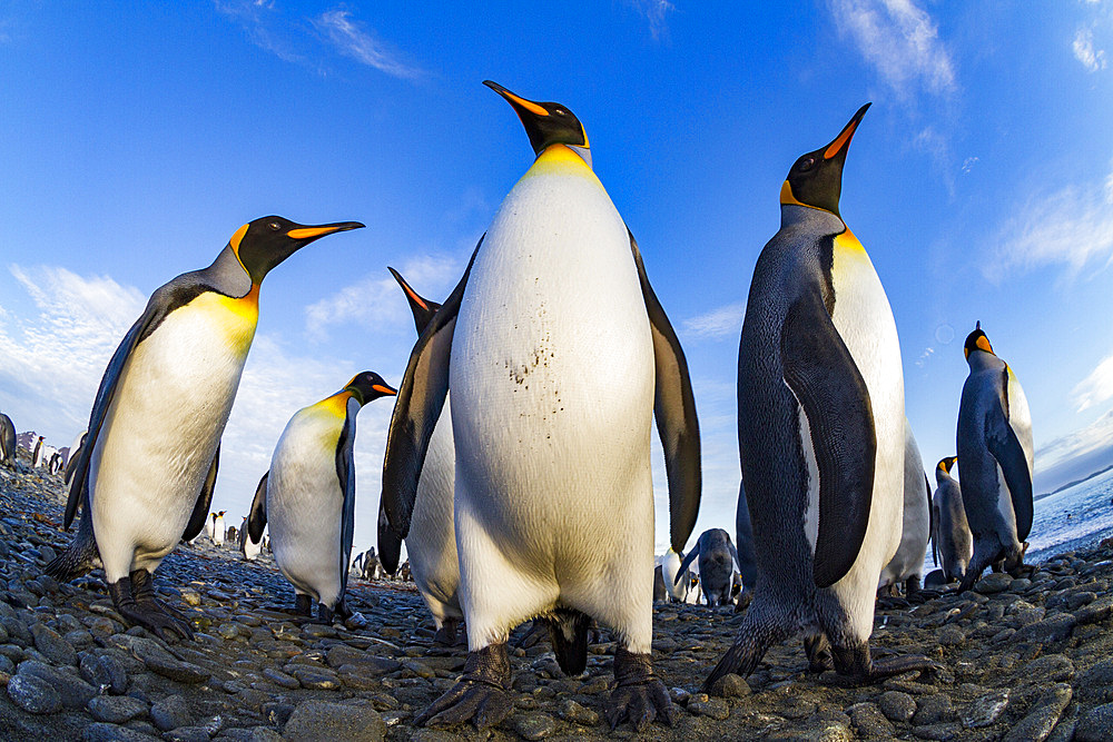 King penguin (Aptenodytes patagonicus) breeding and nesting colony at Salisbury Plain in the Bay of Isles, South Georgia, Southern Ocean, Polar Regions