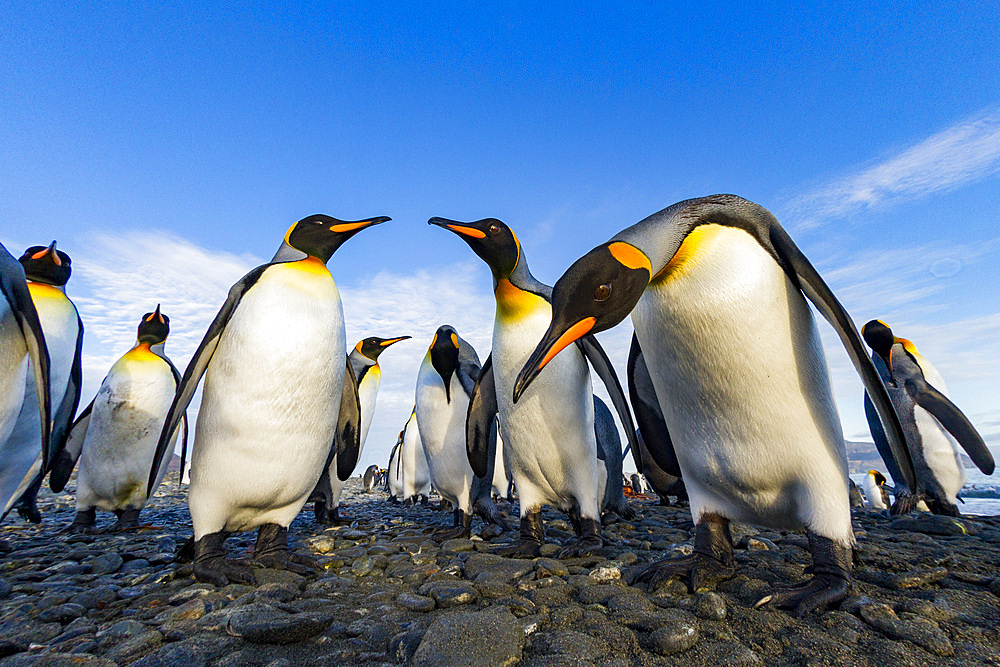 King penguin (Aptenodytes patagonicus) breeding and nesting colony at Salisbury Plain in the Bay of Isles, South Georgia, Southern Ocean, Polar Regions