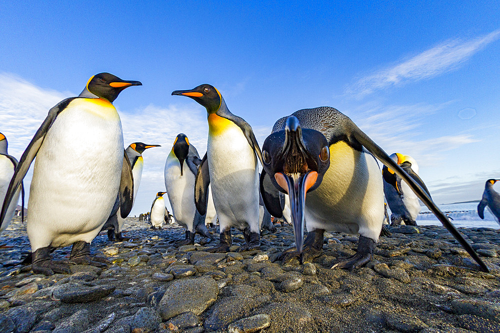 King penguin (Aptenodytes patagonicus) breeding and nesting colony at Salisbury Plains in the Bay of Isles, South Georgia, Southern Ocean. MORE INFO The king penguin is the second largest species of penguin at about 90 cm (3 ft) tall and weighing 11 to 16