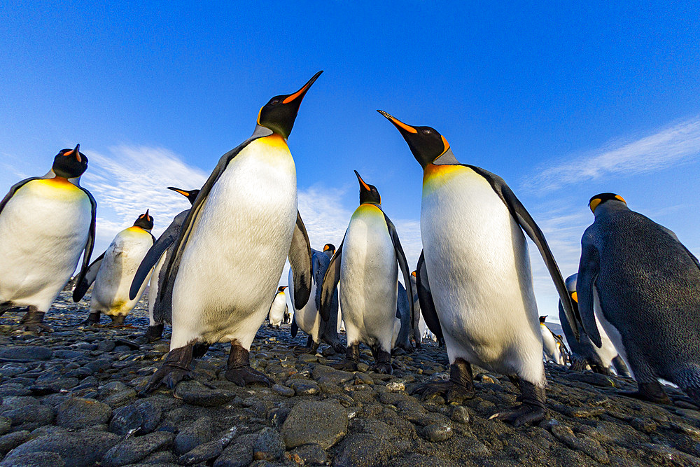 King penguin (Aptenodytes patagonicus) breeding and nesting colony at Salisbury Plains in the Bay of Isles, South Georgia, Southern Ocean. MORE INFO The king penguin is the second largest species of penguin at about 90 cm (3 ft) tall and weighing 11 to 16