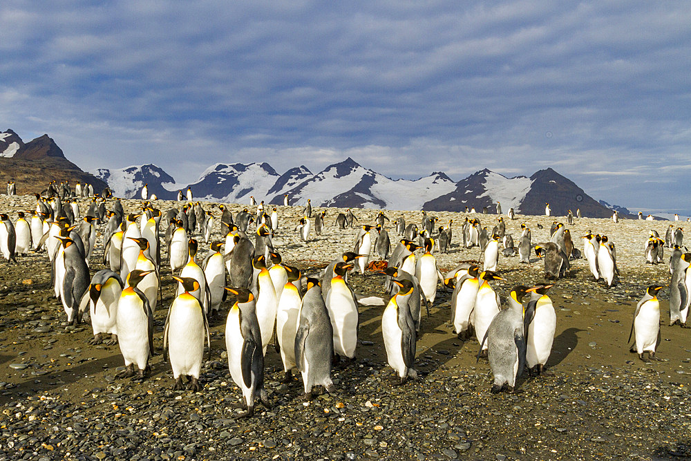 King penguins (Aptenodytes patagonicus) on the beach at breeding and nesting colony at Salisbury Plains in the Bay of Isles, South Georgia, Southern Ocean. MORE INFO The king penguin is the second largest species of penguin at about 90 cm (3 ft) tall and