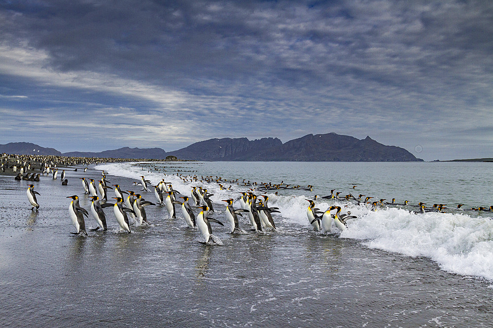 King penguins (Aptenodytes patagonicus) on the beach at breeding and nesting colony at Salisbury Plain in the Bay of Isles, South Georgia, Southern Ocean, Polar Regions