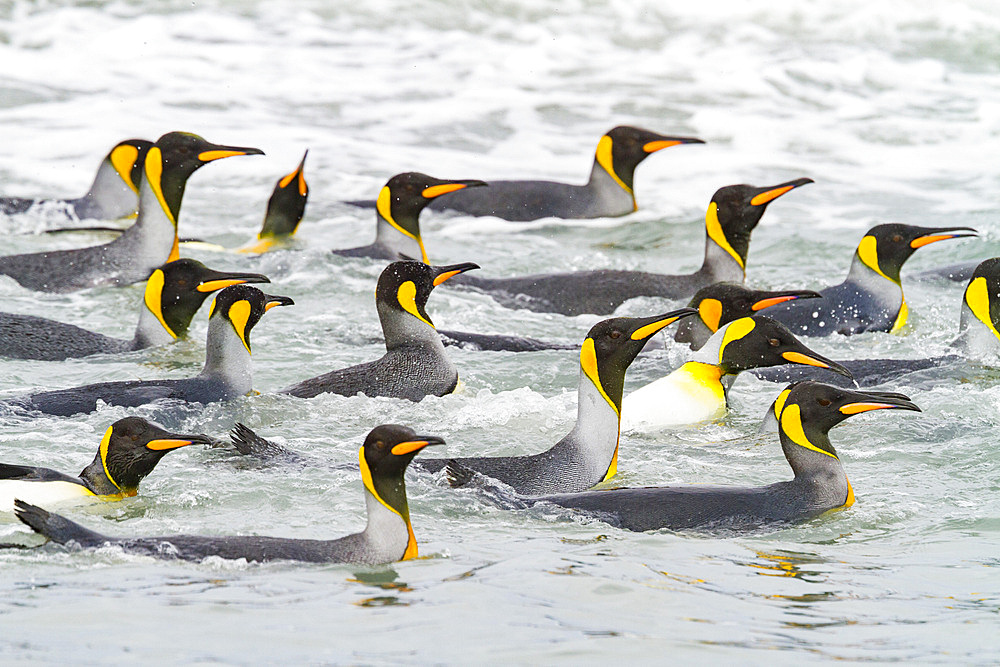 King penguins (Aptenodytes patagonicus) swimming near the beach at breeding and nesting colony at Salisbury Plain in the Bay of Isles, South Georgia, Southern Ocean, Polar Regions