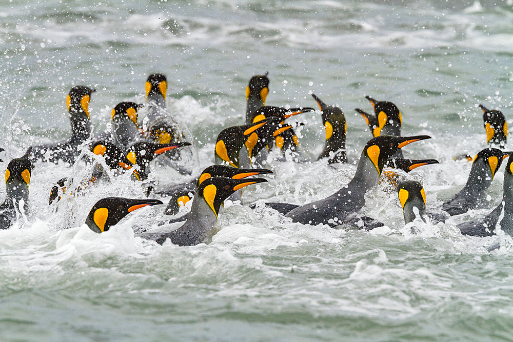 King penguins (Aptenodytes patagonicus) swimming near the beach at breeding and nesting colony at Salisbury Plain in the Bay of Isles, South Georgia, Southern Ocean, Polar Regions