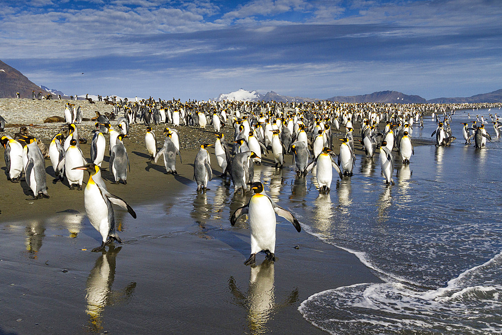 King penguins (Aptenodytes patagonicus) on the beach at breeding and nesting colony at Salisbury Plain in the Bay of Isles, South Georgia, Southern Ocean, Polar Regions