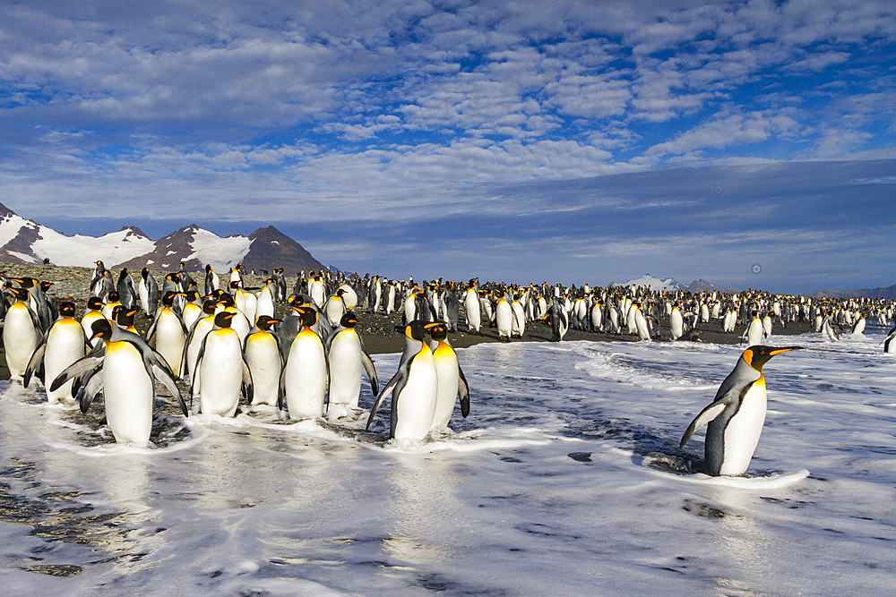 King penguins (Aptenodytes patagonicus) on the beach at breeding and nesting colony at Salisbury Plain in the Bay of Isles, South Georgia, Southern Ocean, Polar Regions