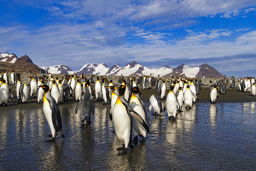 King penguins (Aptenodytes patagonicus) on the beach at breeding and nesting colony at Salisbury Plain in the Bay of Isles, South Georgia, Southern Ocean, Polar Regions