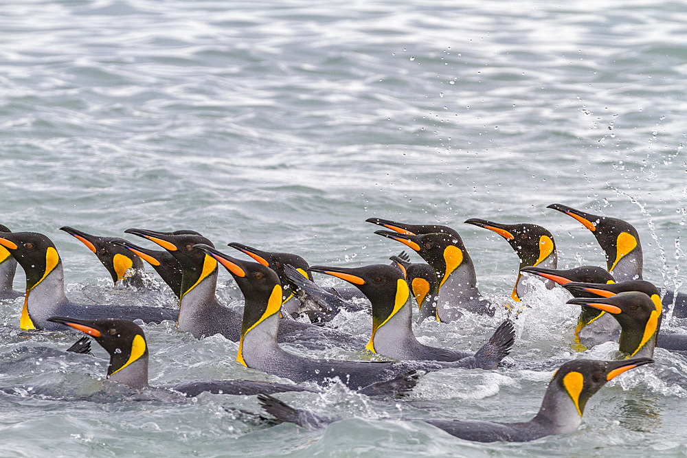 King penguins (Aptenodytes patagonicus) swimming near the beach at breeding and nesting colony at Salisbury Plains in the Bay of Isles, South Georgia, Southern Ocean. MORE INFO The king penguin is the second largest species of penguin at about 90 cm (3 ft