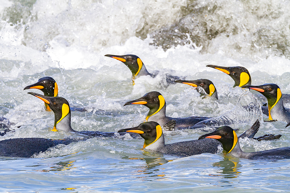 King penguins (Aptenodytes patagonicus) swimming near the nesting beach at Salisbury Plain, South Georgia, Polar Regions