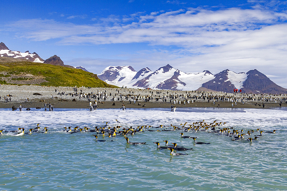 King penguins (Aptenodytes patagonicus) swimming near the nesting beach at Salisbury Plain, South Georgia, Polar Regions