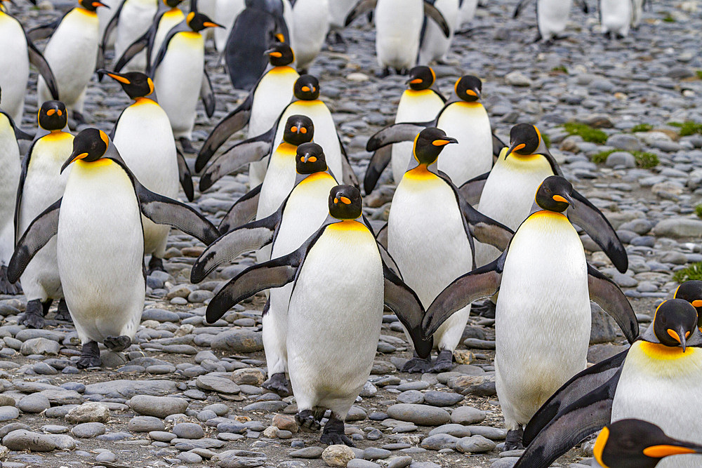 King penguins (Aptenodytes patagonicus) at breeding and nesting colony at Salisbury Plain in the Bay of Isles, South Georgia, Polar Regions