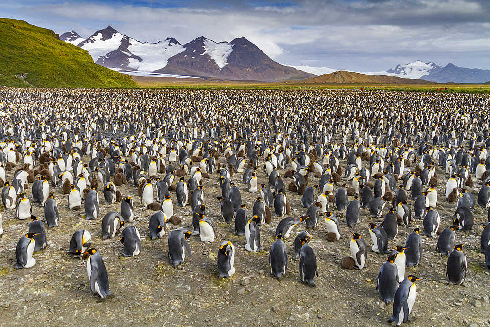 King penguins (Aptenodytes patagonicus) at breeding and nesting colony at Salisbury Plain in the Bay of Isles, South Georgia, Polar Regions