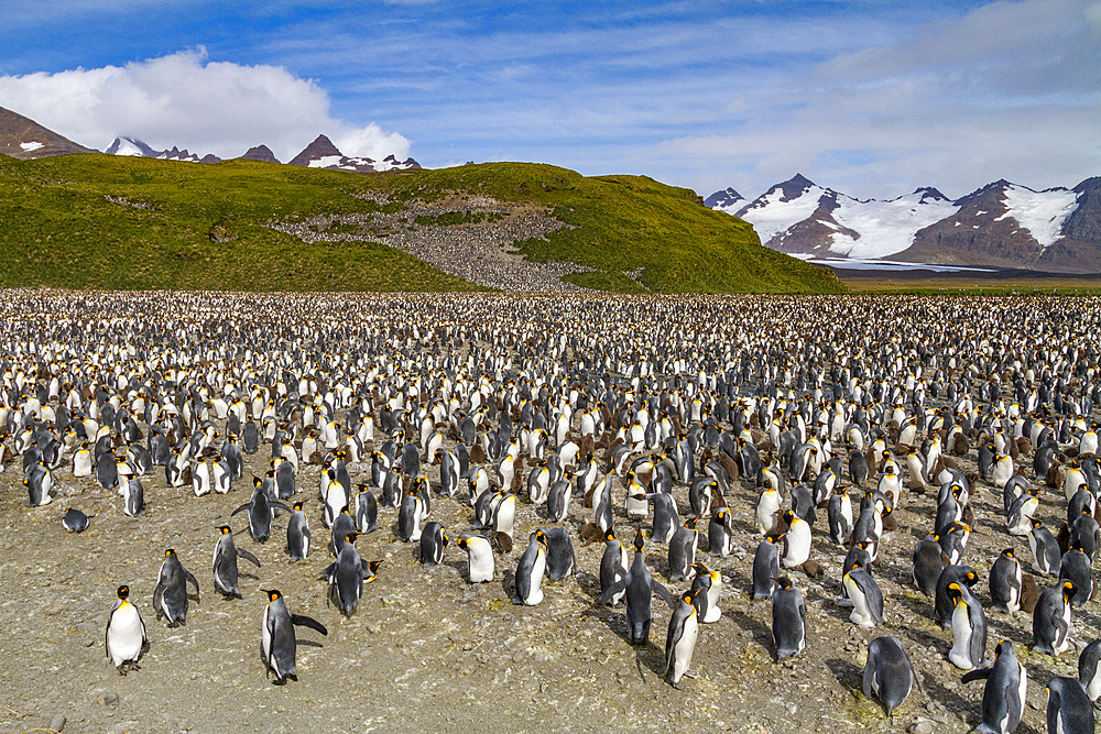 King penguins (Aptenodytes patagonicus) at breeding and nesting colony at Salisbury Plain in the Bay of Isles, South Georgia, Polar Regions