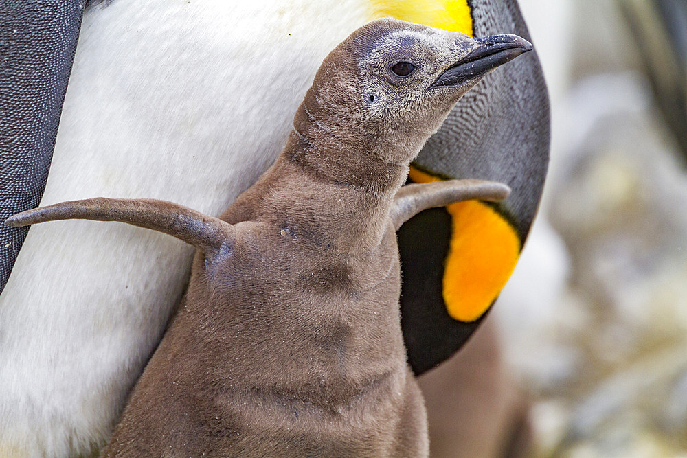 King penguin (Aptenodytes patagonicus) adult and chick at breeding and nesting colony at Salisbury Plain, South Georgia, Polar Regions