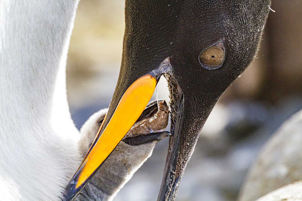 King penguin (Aptenodytes patagonicus) adult and chick at breeding and nesting colony at Salisbury Plain, South Georgia, Polar Regions