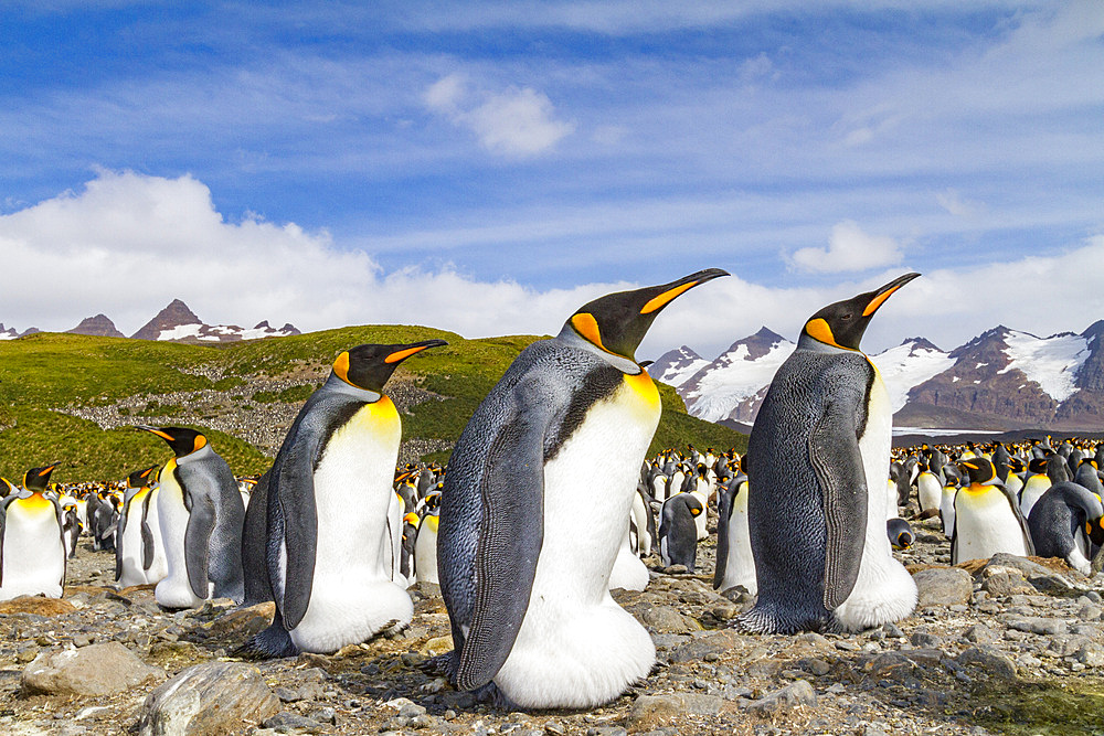 King penguins (Aptenodytes patagonicus) at breeding and nesting colony at Salisbury Plain in the Bay of Isles, South Georgia.