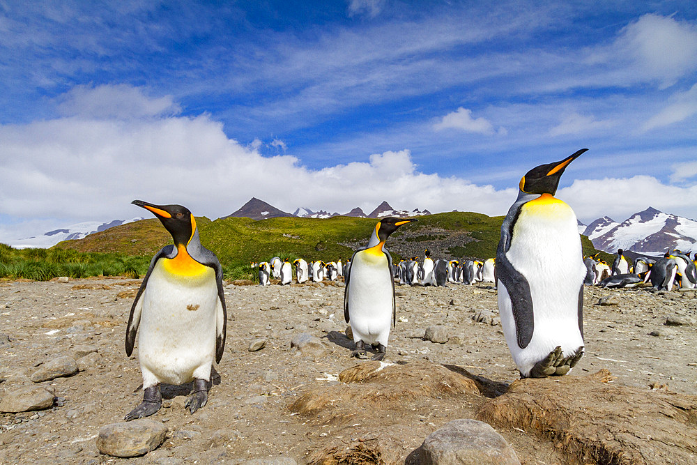 King penguins (Aptenodytes patagonicus) at breeding and nesting colony at Salisbury Plain in the Bay of Isles, South Georgia, Polar Regions