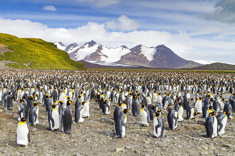 King penguins (Aptenodytes patagonicus) at breeding and nesting colony at Salisbury Plain in the Bay of Isles, South Georgia, Polar Regions