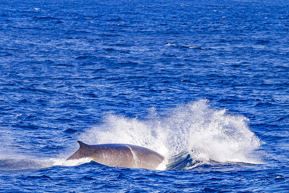 Adult fin whale (Balaenoptera physalus) surfacing in the rich waters off the continental shelf near South Georgia in the Southern Ocean, Polar Regions