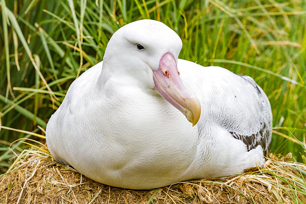 Adult wandering albatross (Diomedea exulans) at nest site on Prion Island in the Bay of Isles, South Georgia, Polar Regions