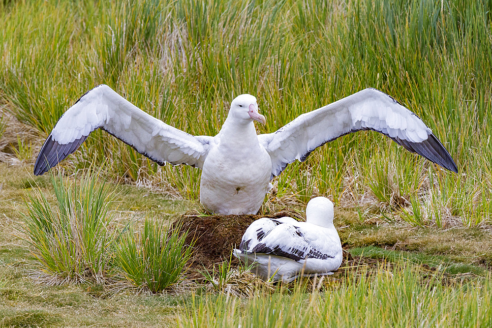 Adult wandering albatrosses (Diomedea exulans) at nest site on Prion Island in the Bay of Isles, South Georgia, Polar Regions