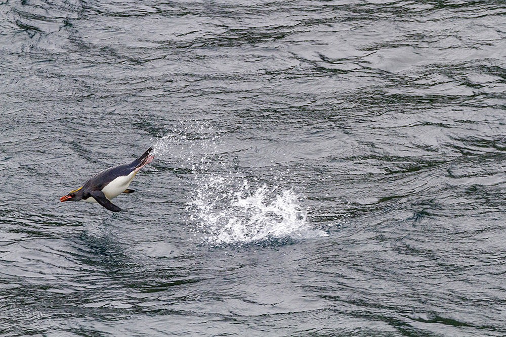 Adult macaroni penguin (Eudyptes chrysolophus) porpoising for speed while traveling to their breeding colony on South Georgia, Southern Ocean, Polar Regions