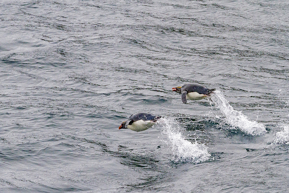 Adult macaroni penguin (Eudyptes chrysolophus) porpoising for speed while traveling to their breeding colony on South Georgia, Southern Ocean, Polar Regions