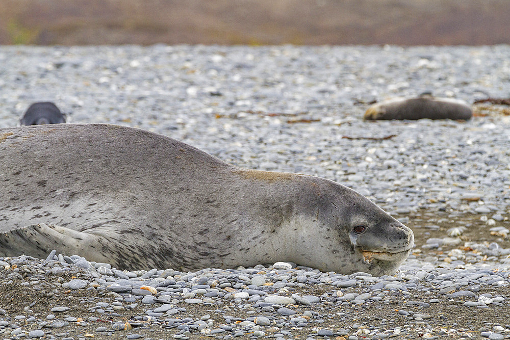 Huge adult male leopard seal (Hydrurga leptonyx) hauled out on the beach at Salisbury Plain in the Bay of Isles, South Georgia, Polar Regions