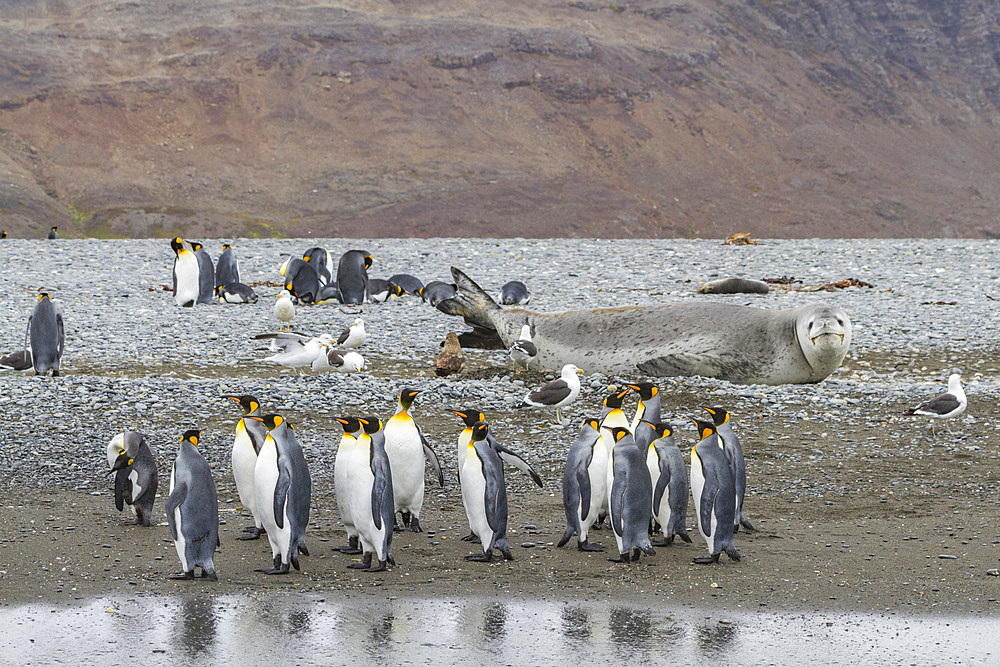 Huge adult male leopard seal (Hydrurga leptonyx) hauled out on the beach at Salisbury Plain in the Bay of Isles, South Georgia, Polar Regions