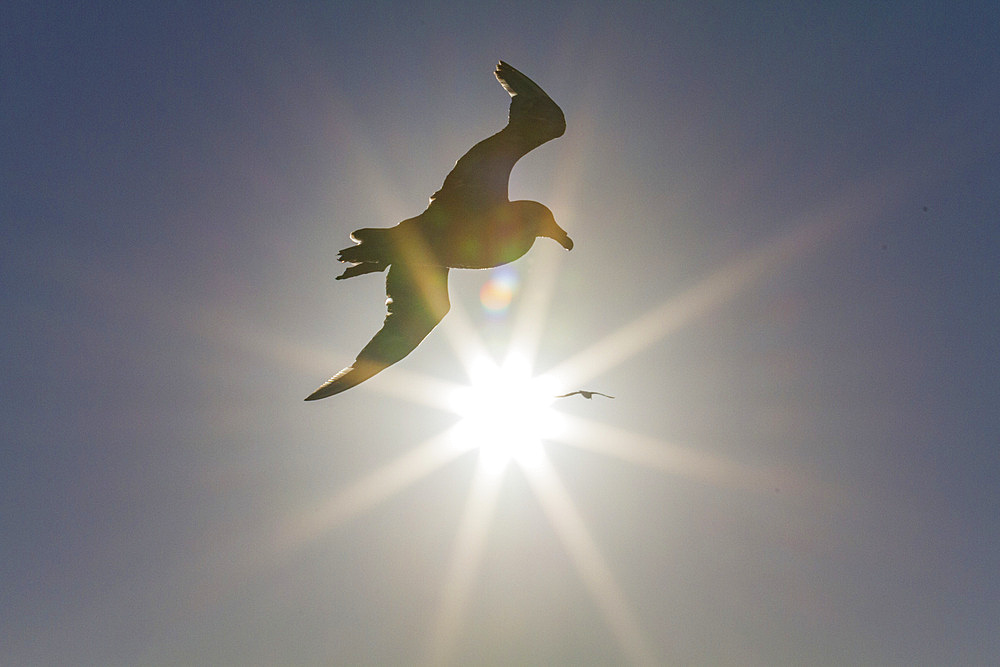 Southern giant petrel (Macronectes giganteus) in flight against the sun near South Georgia, Southern Ocean, Polar Regions