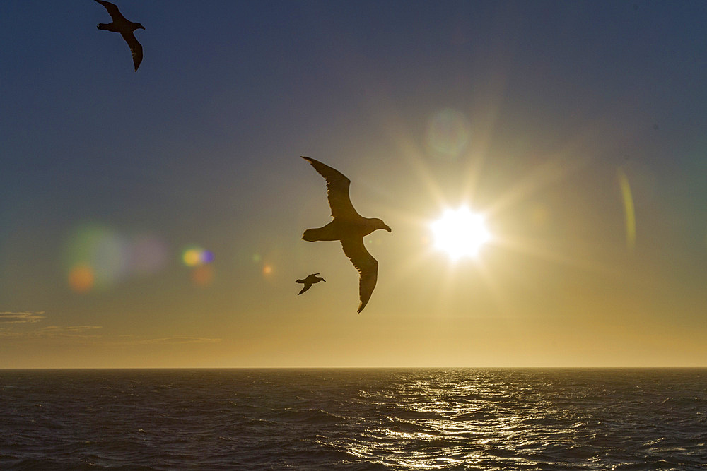 Southern giant petrel (Macronectes giganteus) in flight against the sun near South Georgia, Southern Ocean, Polar Regions