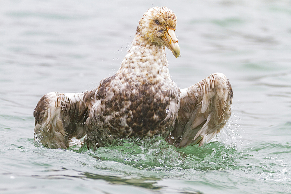 Southern giant petrel (Macronectes giganteus) cleaning itself on the water, South Georgia, Southern Ocean, Polar Regions