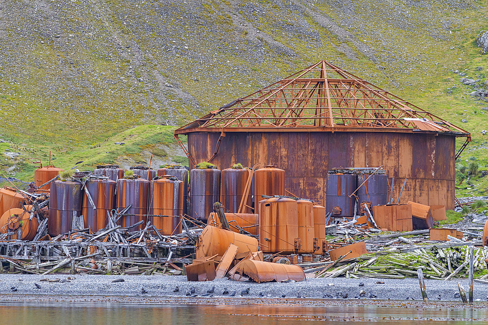 Views of the abandoned whaling station in Prince Olav Harbor on South Georgia, Southern Ocean, Polar Regions