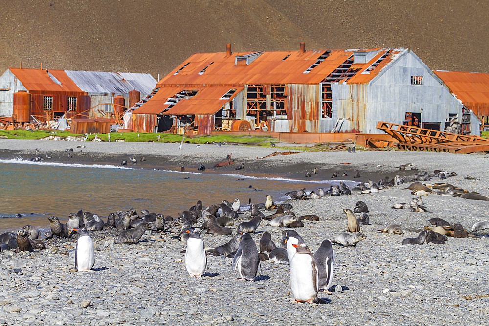 Gentoo penguin (Pygoscelis papua) on the beach with king penguins and Antarctic fur seal pups at Stromness, South Georgia,