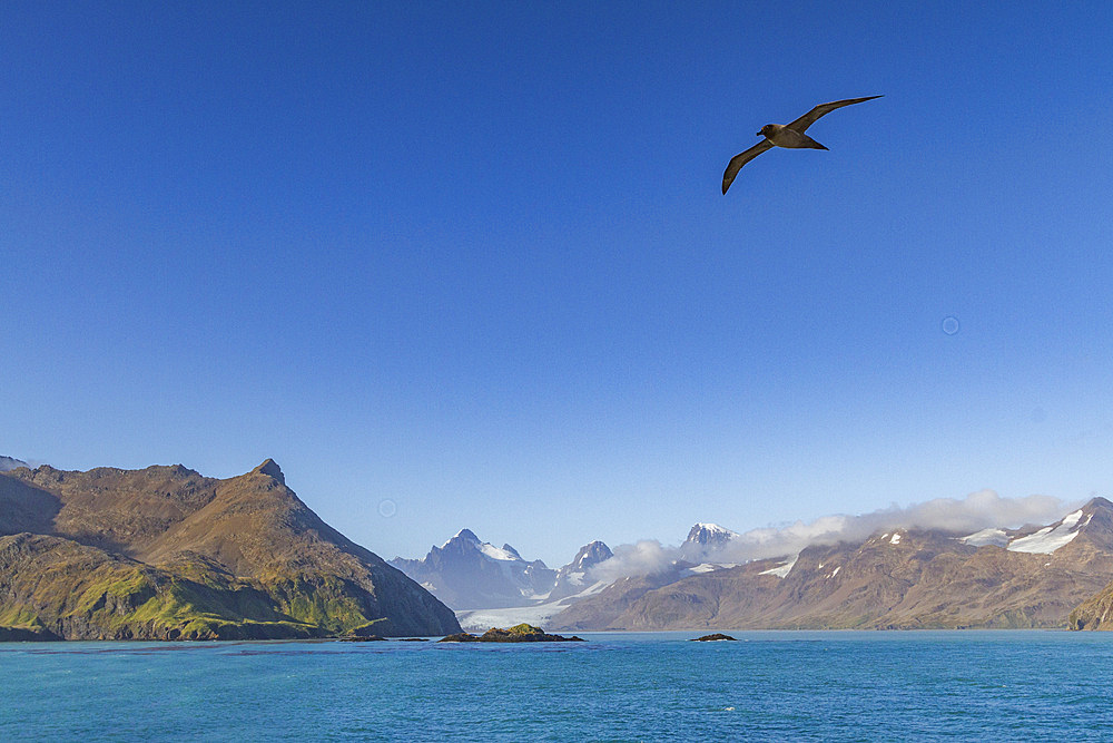 Adult light-mantled sooty albatross (Phoebetria palpebrata) on the wing in Stomness Bay on South Georgia, Southern Ocean, Polar Regions