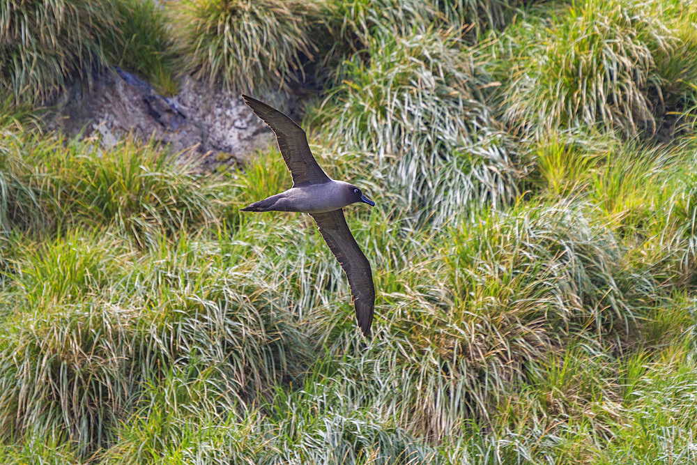 Adult light-mantled sooty albatross (Phoebetria palpebrata) on the wing in Elsehul on South Georgia, Southern Ocean, Polar Regions