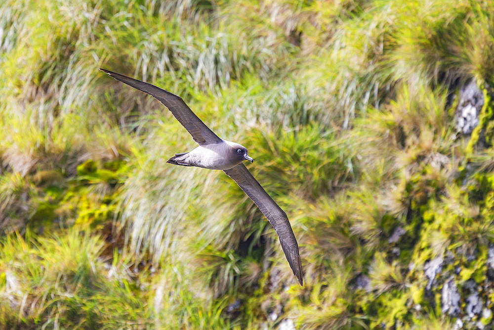 Adult light-mantled sooty albatross (Phoebetria palpebrata) on the wing in Elsehul on South Georgia, Southern Ocean, Polar Regions