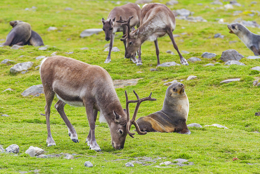 A small group of introduced reindeer (Rangifer tarandus) before eradication in Stromness Bay, South Georgia, Polar Regions