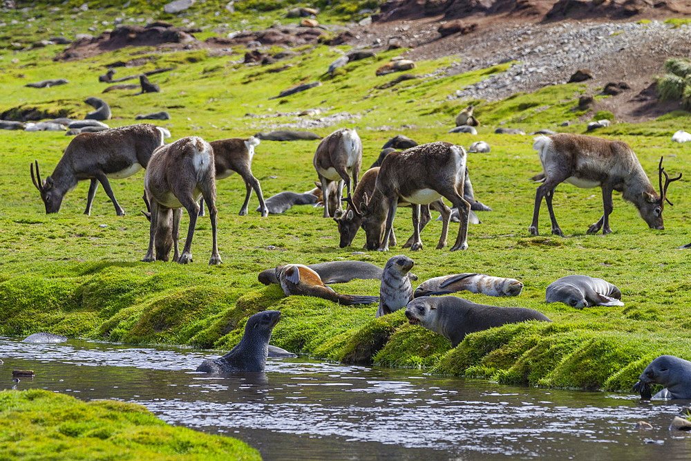 A small group of introduced reindeer (Rangifer tarandus) before eradication in Stromness Bay, South Georgia.